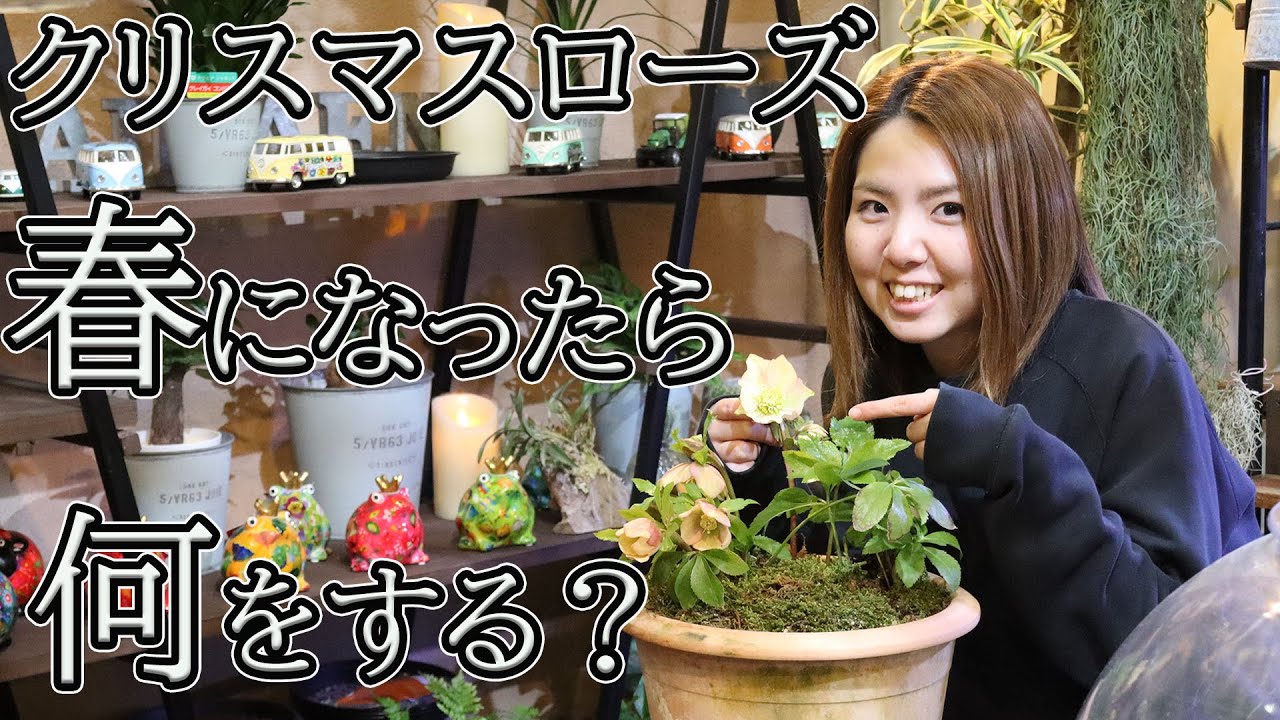 クリスマスローズのお手入れ 植え替え方法 おうちでガーデニング 開花園チャンネル Youtube