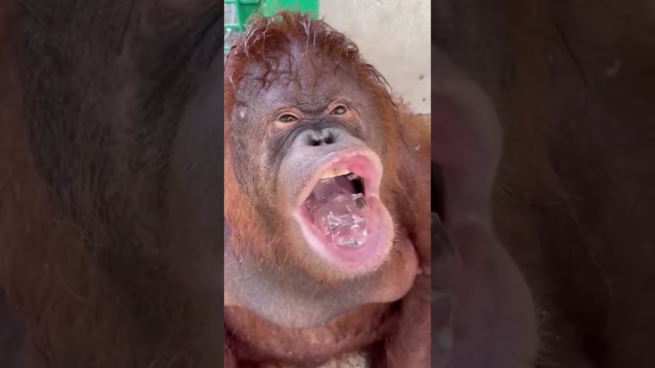 Funny Unggoy Nainitan Himalavlogs