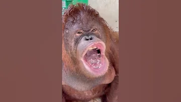 Funny Unggoy Nainitan Himalavlogs 