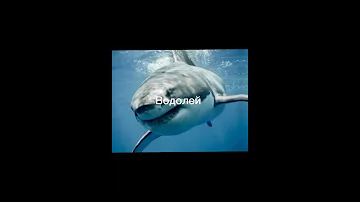 Внутренние звери знаков зодиака ч.2 || #Shorts
