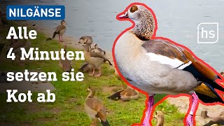 Allein 20.000 Nilgänse in Hessen: Plage oder Bereicherung? | hessenschau