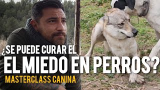 MASTERCLASS | EL MIEDO EN PERROS