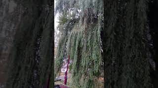 Беларусь сегодня #shortsvideo #новости #shortsvideo #осень #беларусь #top #природа #настроение