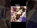 どんな体勢でもすぐに寝てしまう子猫 #shorts #もちぞう