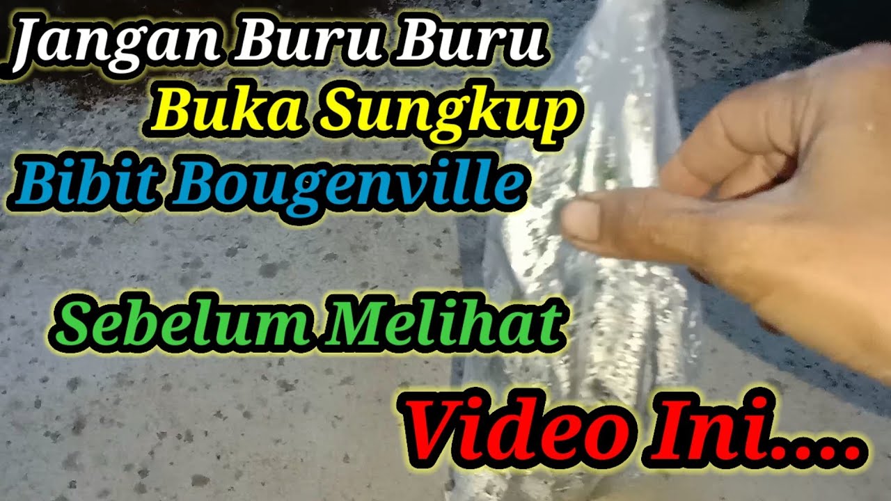 Cara tanam Bougenville dari Batang || cara tanam Bougenville || cara