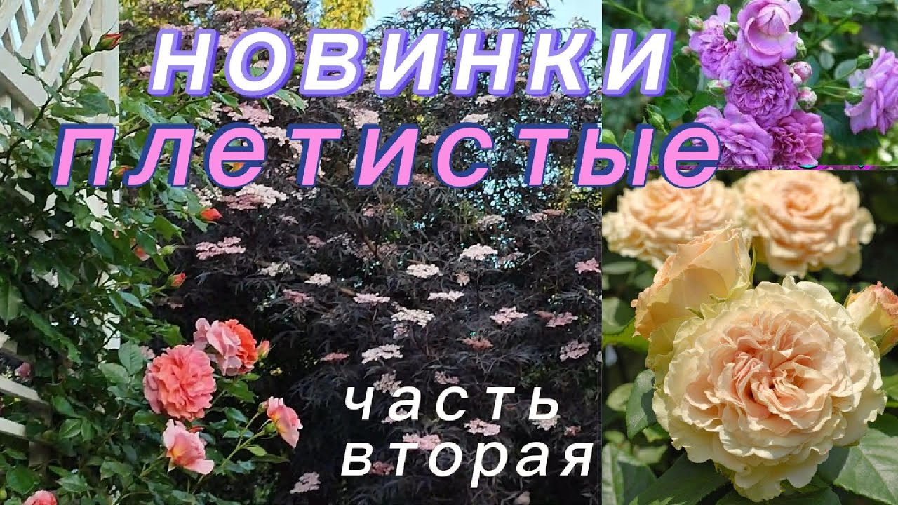 Купите  такие  розочки  в  свой  сад !  Они  порадуют  Вас !  ( вторая  часть  ролика)