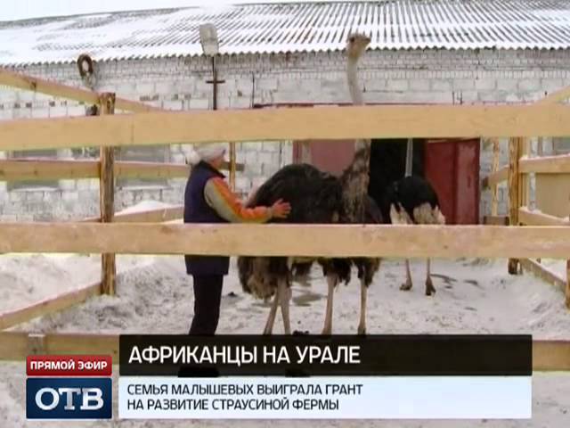 Елена Малышева выиграла 300 тысяч на страусиные яйца