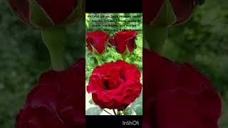 Tatlı Dilli Nûr Yüzlü Babam Benim