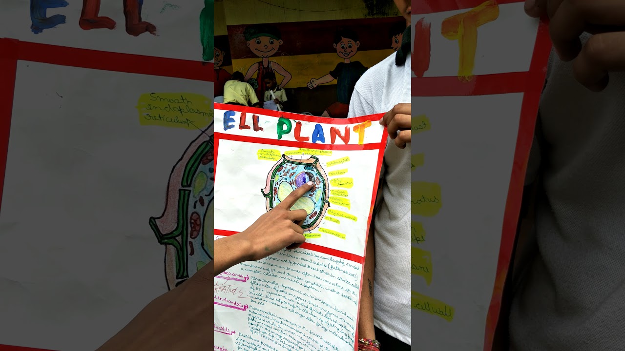 Animal cell - YouTube