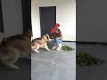 Cuando un Husky Conoce a un Ganso 😳#shorts