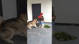 Cuando un Husky Conoce a un Ganso 😳#shorts