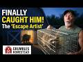 We Finally Got Him! Raccoon Escape Artist Caught on Homestead