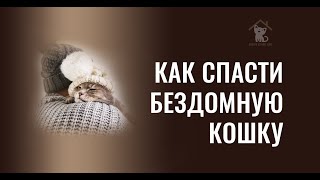 Вы Встретили Бездомную Кошку: Схема Спасения Котейки