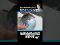 まんまるお腹がたぽんたぽん！ヨリトフグ #shorts