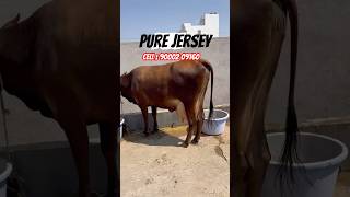 Jersey cow for sales Lakshmipathy Dairy Farm #dairyherd #cow #cowgoat