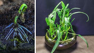 Kangkung Water Spinach Growing Time Lapse - Seed to Harvest