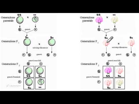 Video: Cosa significa penetranza incompleta?