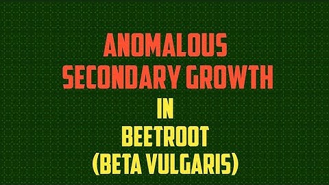 SECONDARY GROWTH IN BEETROOT PART-2 NEET|GATE|CSIRNET|MSc|BSc|BOTANY|LIFESCIENCE