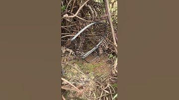 Bẫy chuột dây cáp phục vụ các bác ạ #sinhtontrongrung #survival #xuhuong #xuhuongyoutube