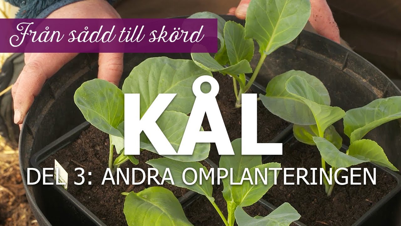 Kål från sådd till skörd – Del 3: Andra omplanteringen