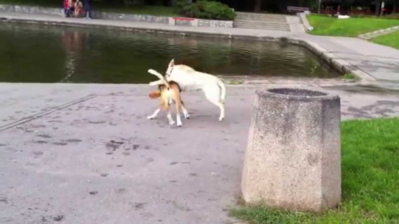Labrador Retriever Puppy (Loca) vs Beagle playing. CUTE.