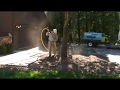 Air excavation air spade demonstration  turf care enterprises inc