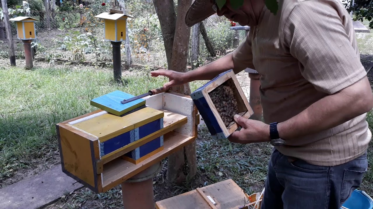 COLHENDO MEL DA ABELHA JATAI NA CAIXA JCW10 MILIONÁRIO ABELHAS DO SUL