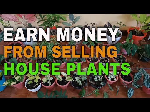 7 EASY STEPS TO MAKE MONEY SELLING HOUSE PLANTS - PROFITABLE HOME BASED BUSINESS 2022