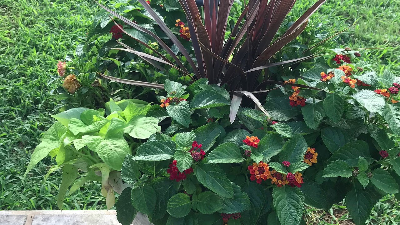 San Antonio, July Crops planting KrafDee YouTube