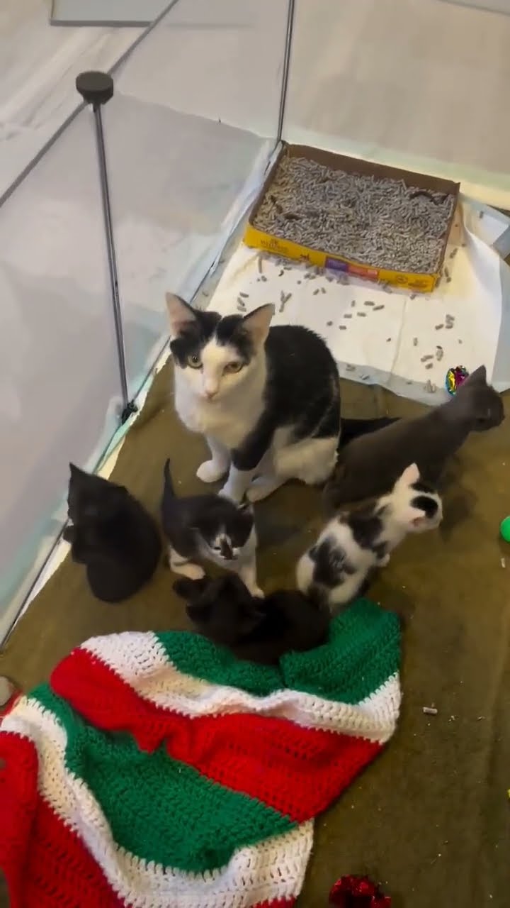Belle maman avec 5 chaton très mignon