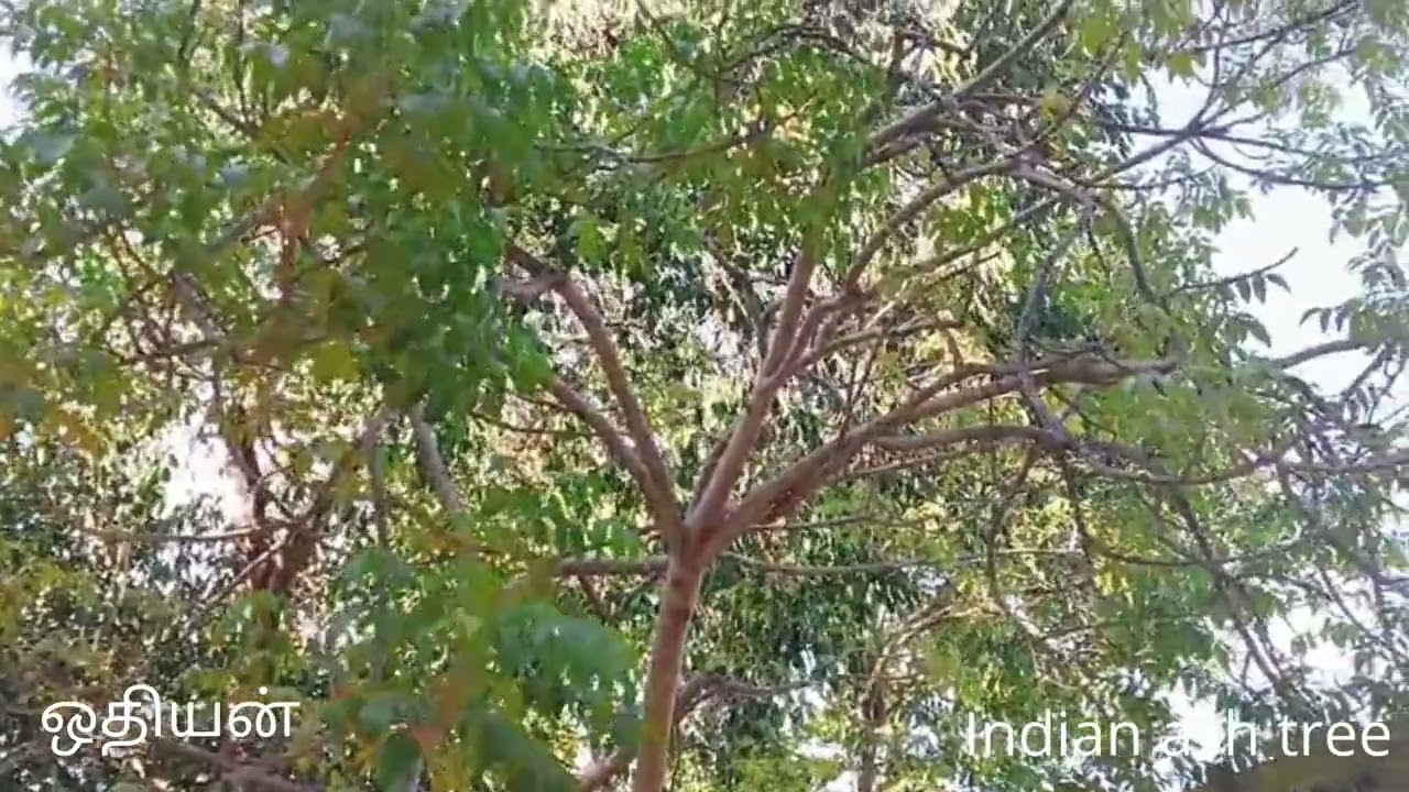 Lannea coromandelica