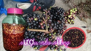 cách ngâm rượu nho rừng/sbst83