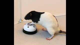 Tricks mit Ratten 2 / tricks with pet rats 2 & outtakes