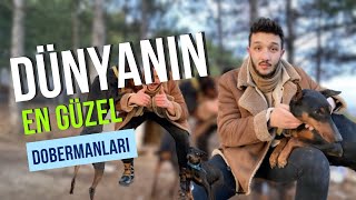 DÜNYANIN EN GÜZEL İKİ DOBERMANI! ROSE VE VEGAR'LA TANIŞIYORUZ! AVRUPA DOBERMAN VE AMERİKAN DOBERMAN!