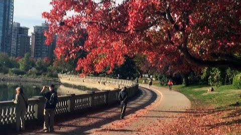 The science behind fall colours