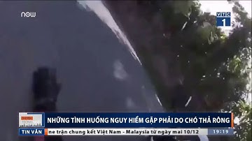 Chó thả rông gây ra những tai nạn giao thông đáng sợ - VTC1