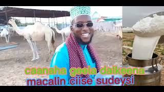 macalin ciise sudeysi oo ku qabeysangaaray caanaha geela vedio xamaasad badan#subscribe#like#