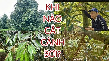 Cành Bơi cắt khi nào? Hướng dẫn chi tiết cách cắt "BƠI" ĐÚNG CÁCH_HIỆU QUẢ.?