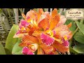 PARAÍSO DAS ORQUÍDEAS RARAS - ORQUIDÁRIO EM VENDA NOVA DO IMIGRANTE/ES - FLORAÇÕES INCRÍVEIS