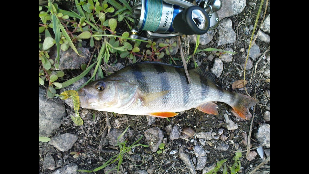 angling fishing a sport Рыбалка в черте города. Ловля окуня на отводной поводок. / Fishing for perch in the bypass leash.