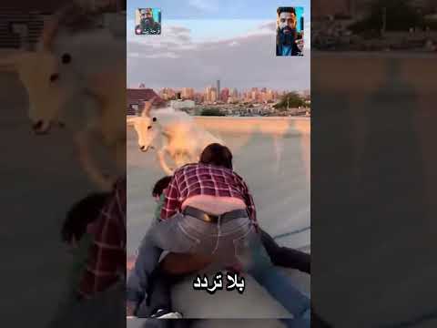 ظن الشابان أن إنقاذ العنزة مسألة دقائق لكن المفاجأة أنها    