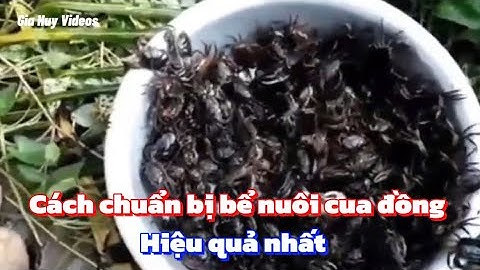 Các bước chuẩn bị nuôi cua đồng trong bể xi măng hiệu quả nhất