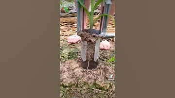 Dụng cụ đánh gốc cây