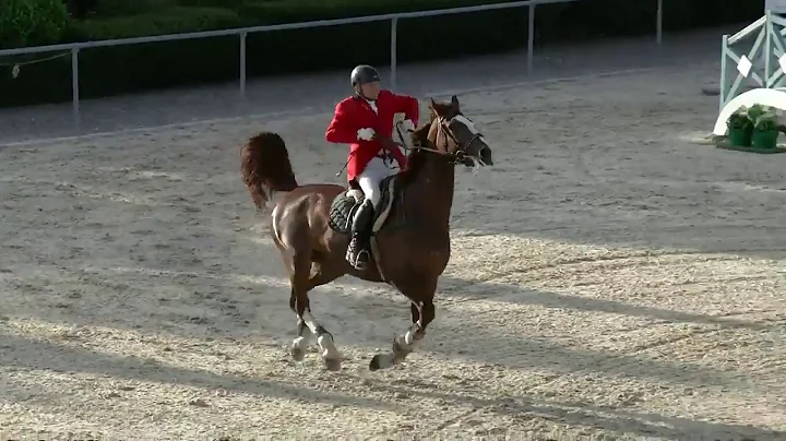 Bernhard Maier on Paddys Darco at Wiener Neustadt ...