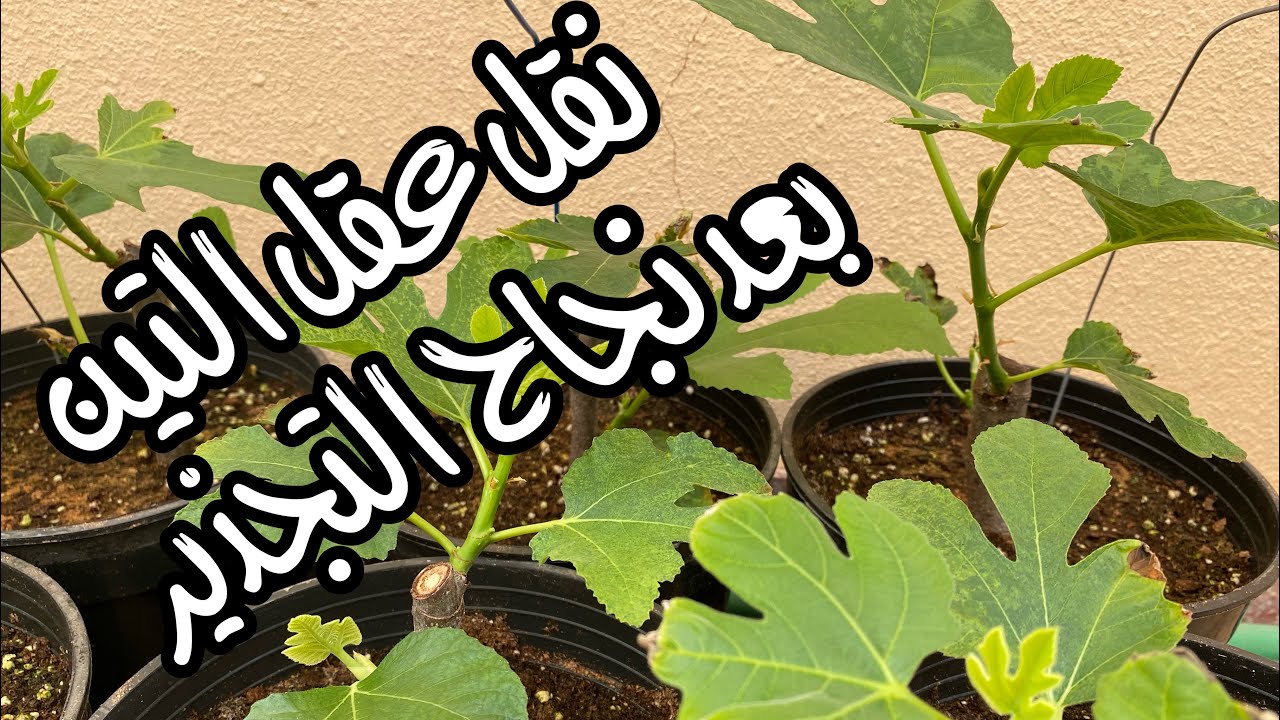كيفية نقل عقل التين الى الأصص بعد نجاح التجذير باستخدام البيرلايت