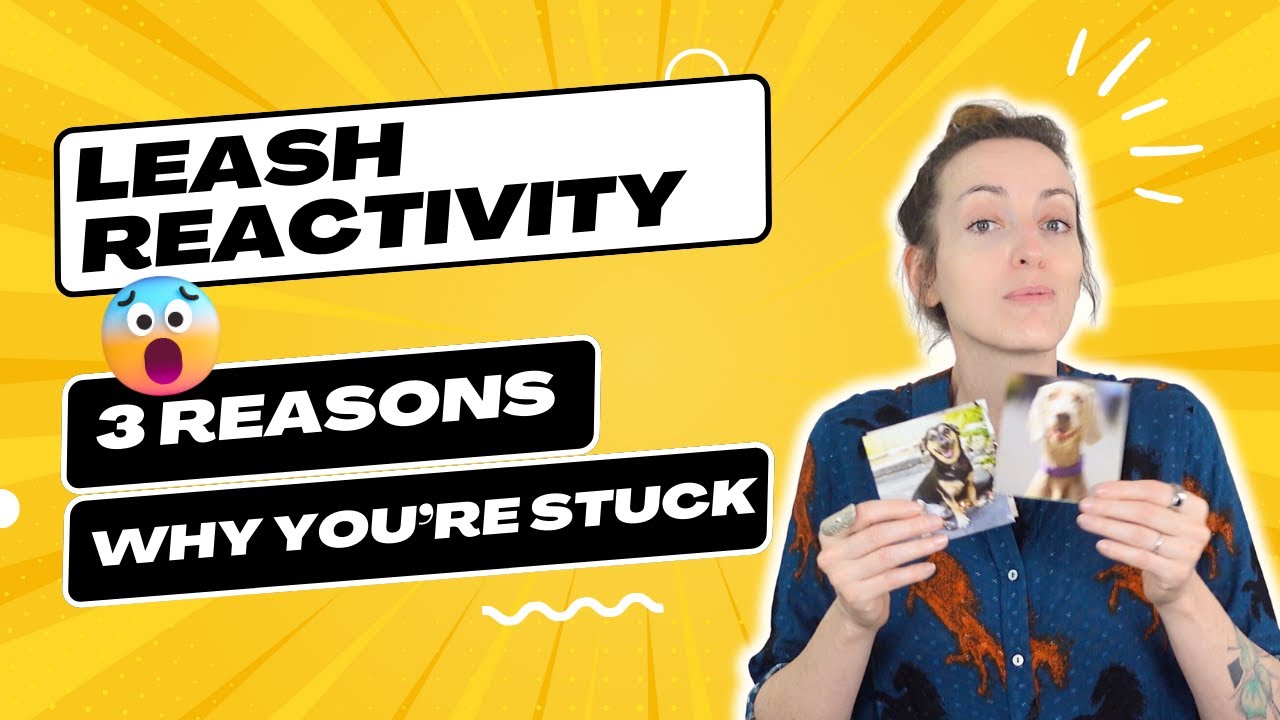 3 Surprising Reasons Why Your Dog Is Still Leash Reactive