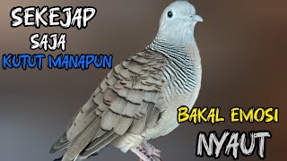 Download Lagu Perkutut Lokal Gacor Suara Besar Cocok Untuk Pancingan Burung Perkutut Agar Bunyi MP3