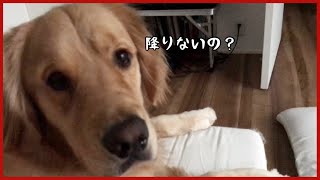 【ゴールデンレトリバー】朝んぽ前の愛犬たちが可愛すぎる！