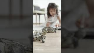 Play Turtle Grapindo Animals Xiao Liu Miyu Ridwanullah Shorts