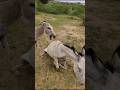 Donkeys Masti Trending Animals Shortsvideo 